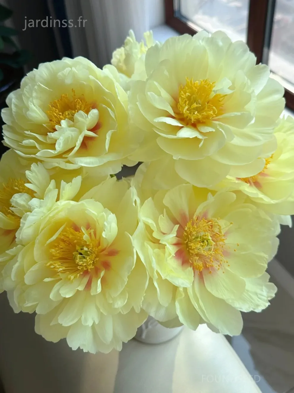 🌸 Семена от божур