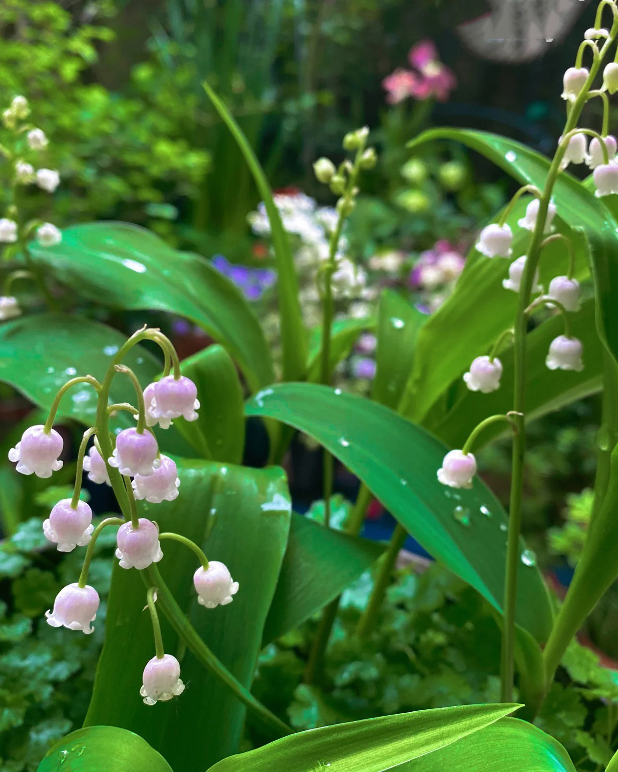 🔥Гореща разпродажба🔥 Семена на Медна лилия
