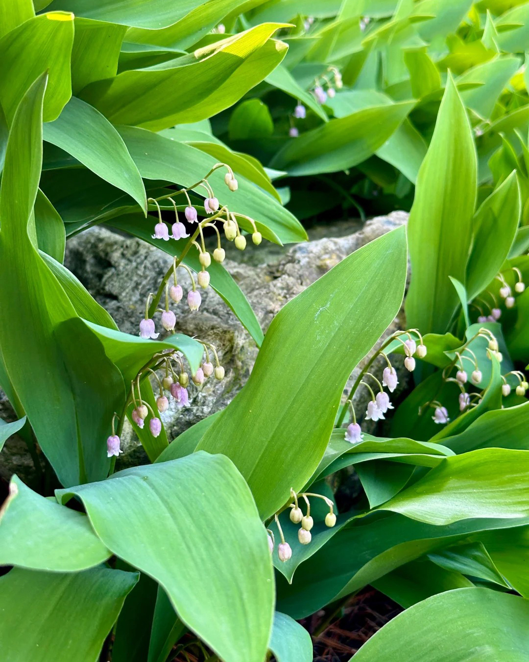 🔥Гореща разпродажба🔥 Семена на Медна лилия