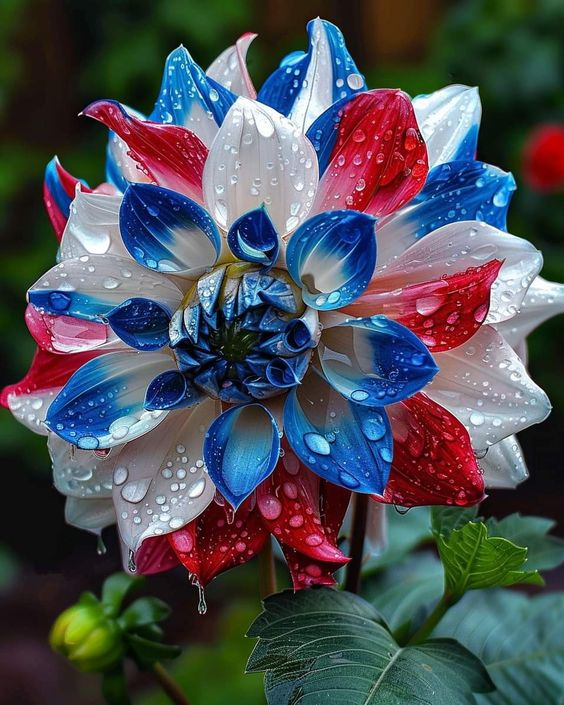 🌸Pôsobivá georgína „Hviezdna noc“ 🌸