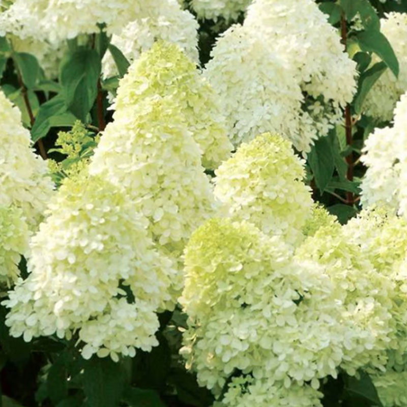 ✨ Семена от цветна гигантска хортензия – многогодишни цветя – лесни за засаждане 🍃