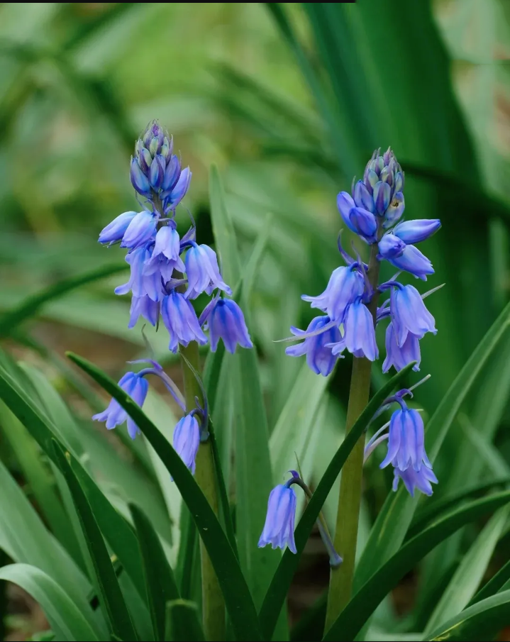 🔥Гореща разпродажба🔥 Семена на Медна лилия