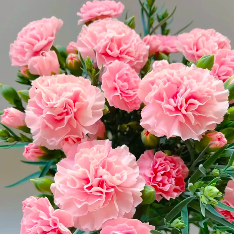 🌸SEMENÁ KARAFIÁTOV🌼