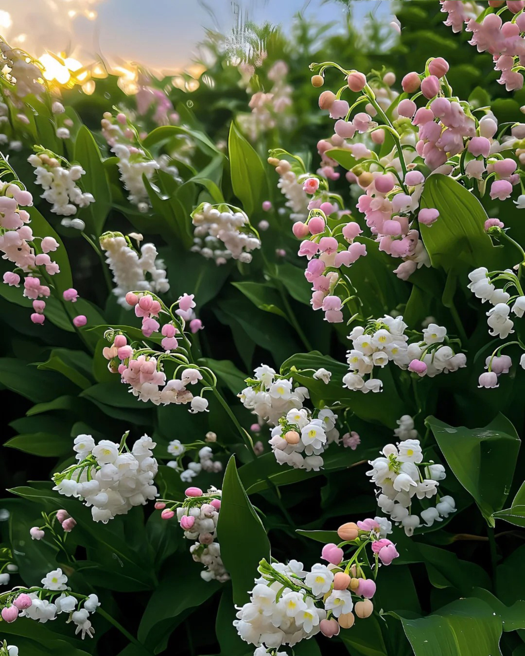 🔥Гореща разпродажба🔥 Семена на Медна лилия