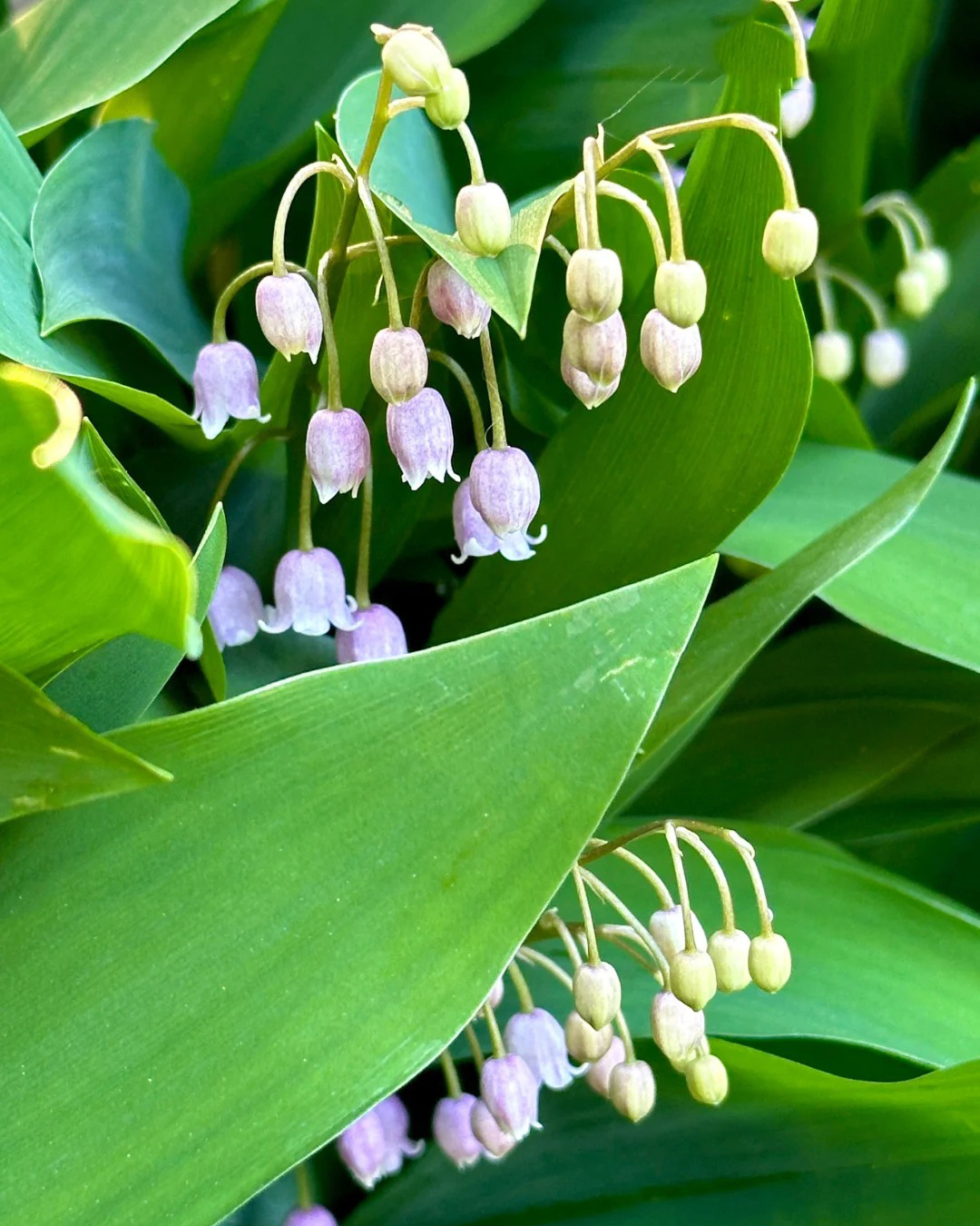 🔥Гореща разпродажба🔥 Семена на Медна лилия