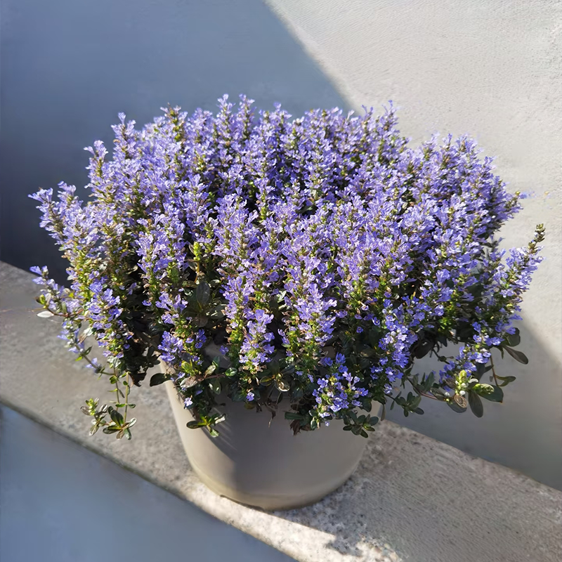 Lavender seeds four seasons sowing easy to live outdoor garden potted plants flowers perennial cold-resistant flower seeds