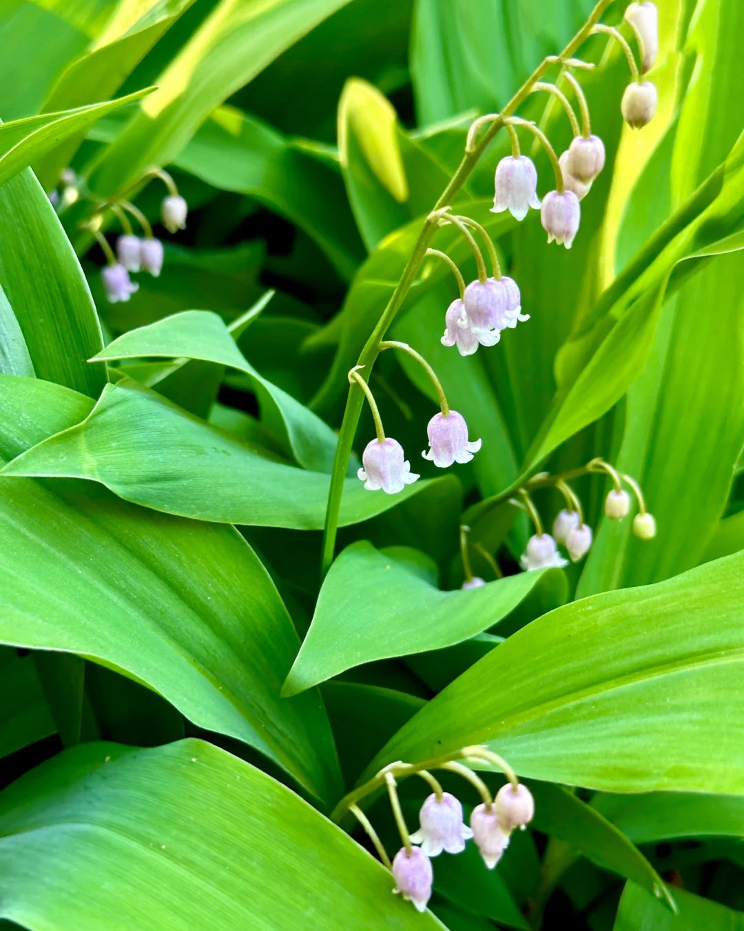 🔥Гореща разпродажба🔥 Семена на Медна лилия
