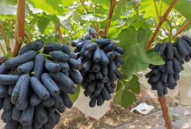 Semená bezsemenného zafírového hrozna