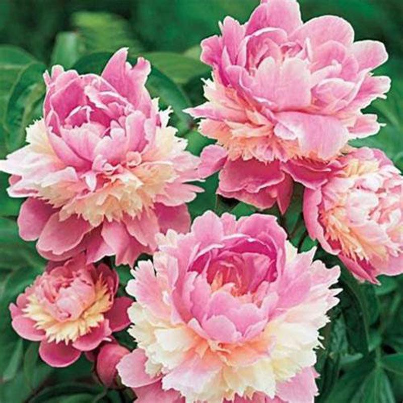 🌸Многогодишно растение Paeonia suffruticosa – бонсай за дом и градина 🌿🌸