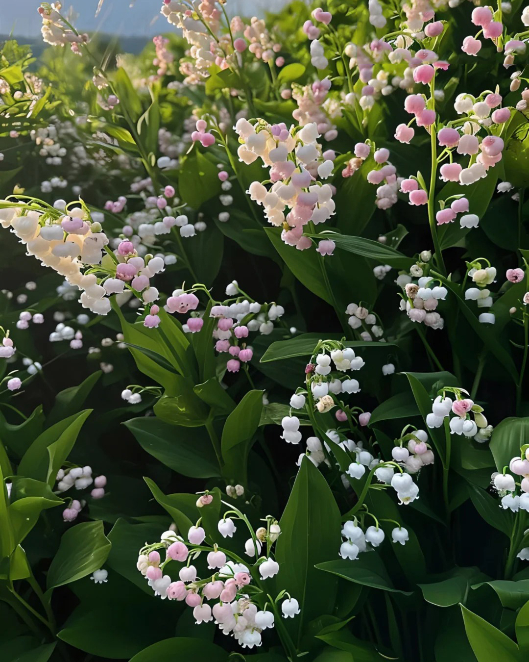 🔥Гореща разпродажба🔥 Семена на Медна лилия