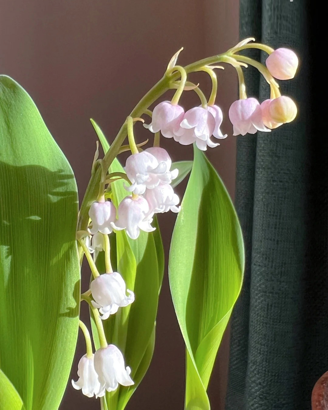 🔥Гореща разпродажба🔥 Семена на Медна лилия