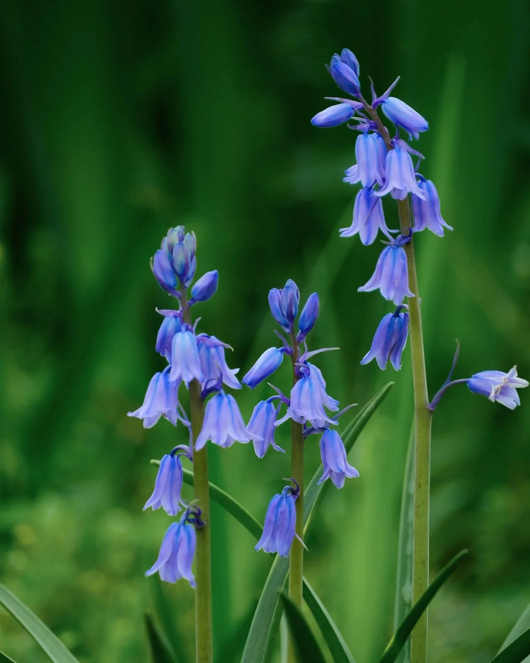 🔥Гореща разпродажба🔥 Семена на Медна лилия