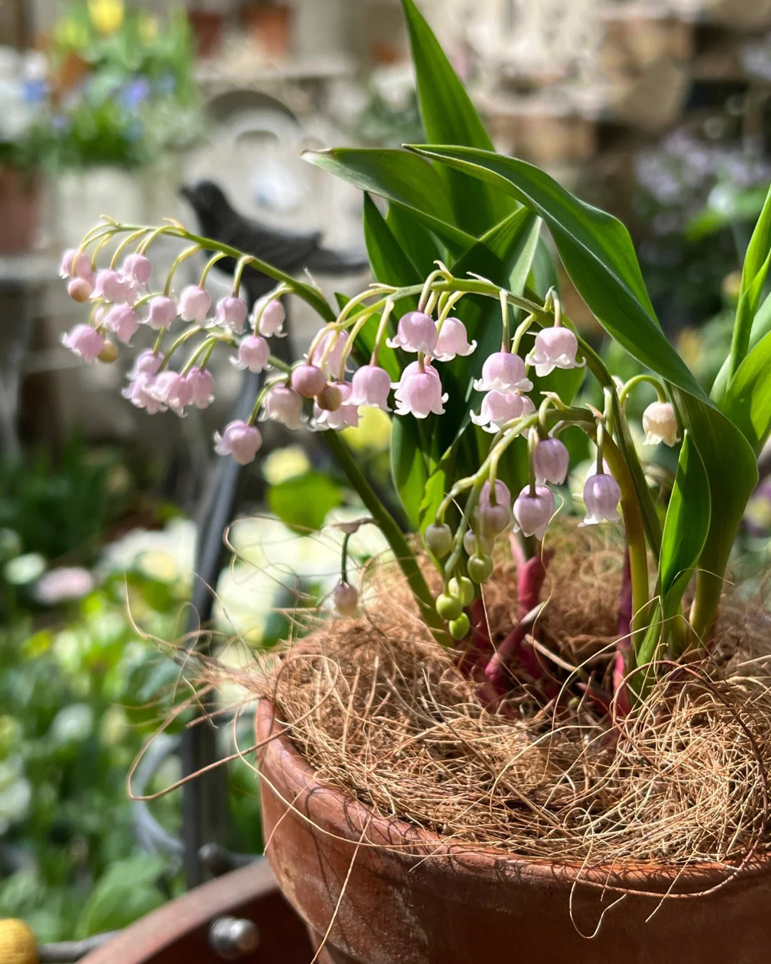 🔥Гореща разпродажба🔥 Семена на Медна лилия