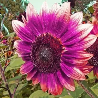 💜 Slnečnica – vzácna záhradná rastlina – Semená fialovej slnečnice