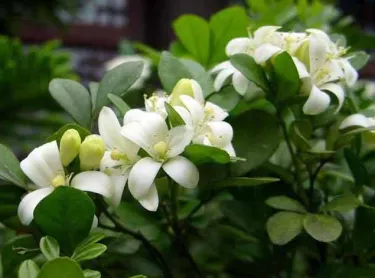 Semená Aglaia odorata (voňavá aglaia)