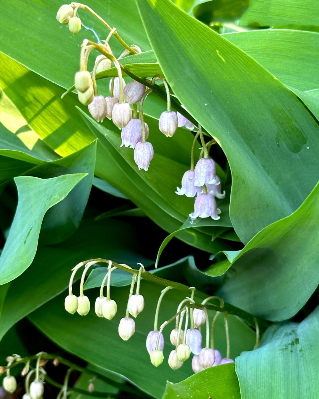 🔥Гореща разпродажба🔥 Семена на Медна лилия