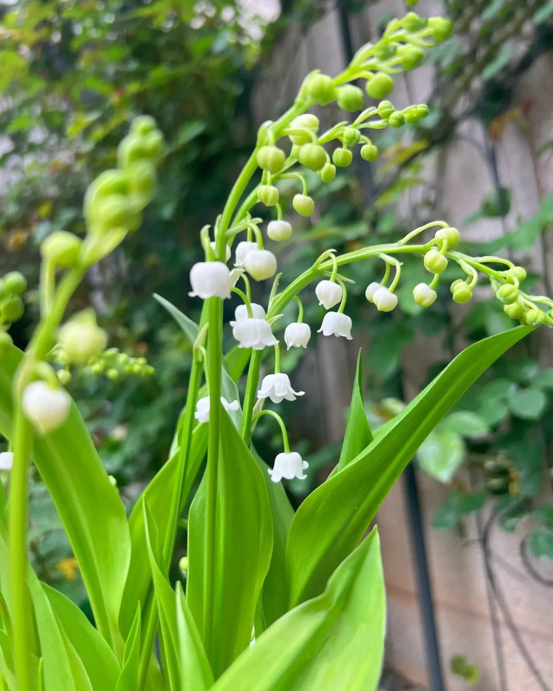 🔥Гореща разпродажба🔥 Семена на Медна лилия