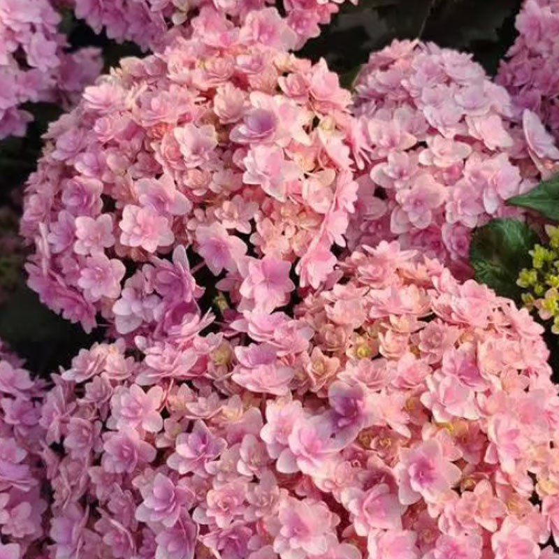✨ Семена от цветна гигантска хортензия – многогодишни цветя – лесни за засаждане 🍃
