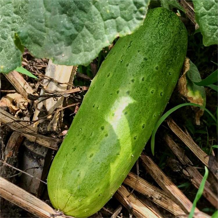 🥒 Семена за пълзящи краставици