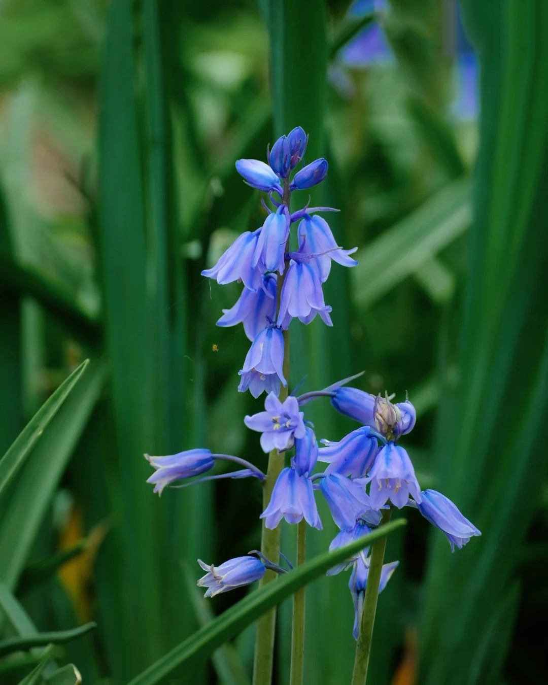 🔥Гореща разпродажба🔥 Семена на Медна лилия