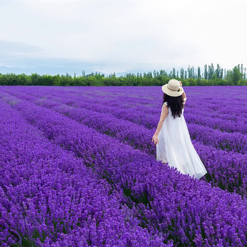 Lavender seeds four seasons sowing easy to live outdoor garden potted plants flowers perennial cold-resistant flower seeds