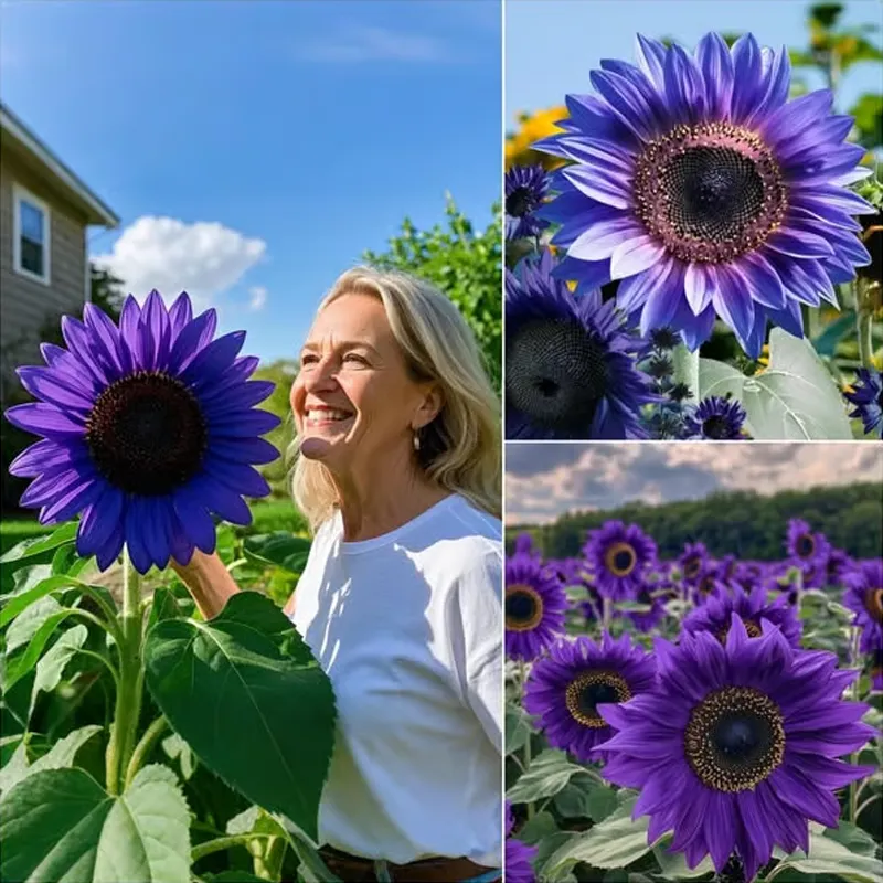 💜 Slnečnica – vzácna záhradná rastlina – Semená fialovej slnečnice