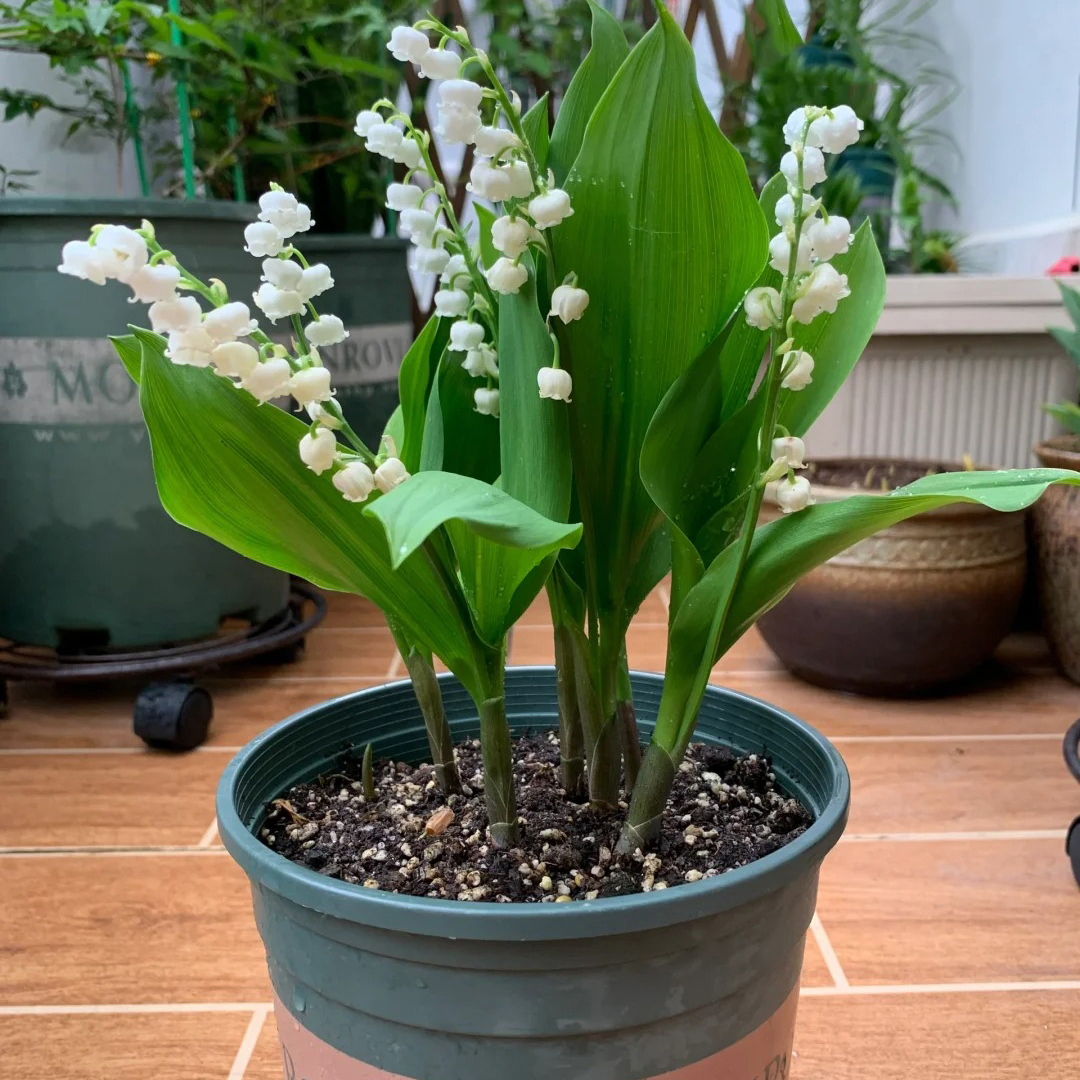 🔥Гореща разпродажба🔥 Семена на Медна лилия