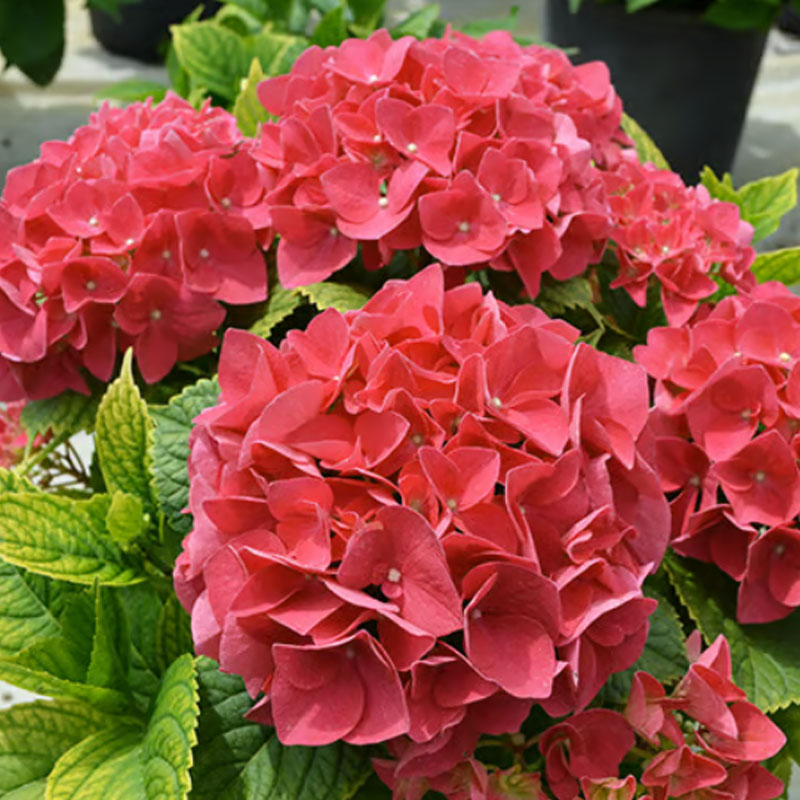 ✨ Семена от цветна гигантска хортензия – многогодишни цветя – лесни за засаждане 🍃