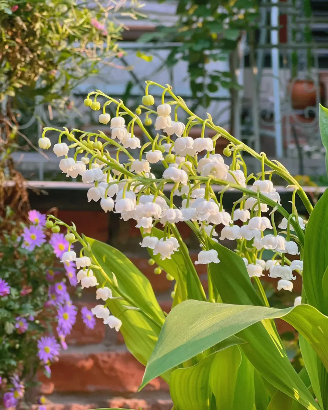 🔥Гореща разпродажба🔥 Семена на Медна лилия