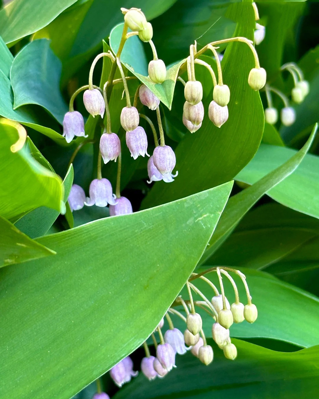 🔥Гореща разпродажба🔥 Семена на Медна лилия