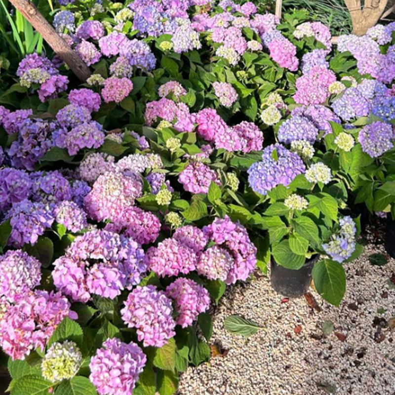 ✨ Семена от цветна гигантска хортензия – многогодишни цветя – лесни за засаждане 🍃