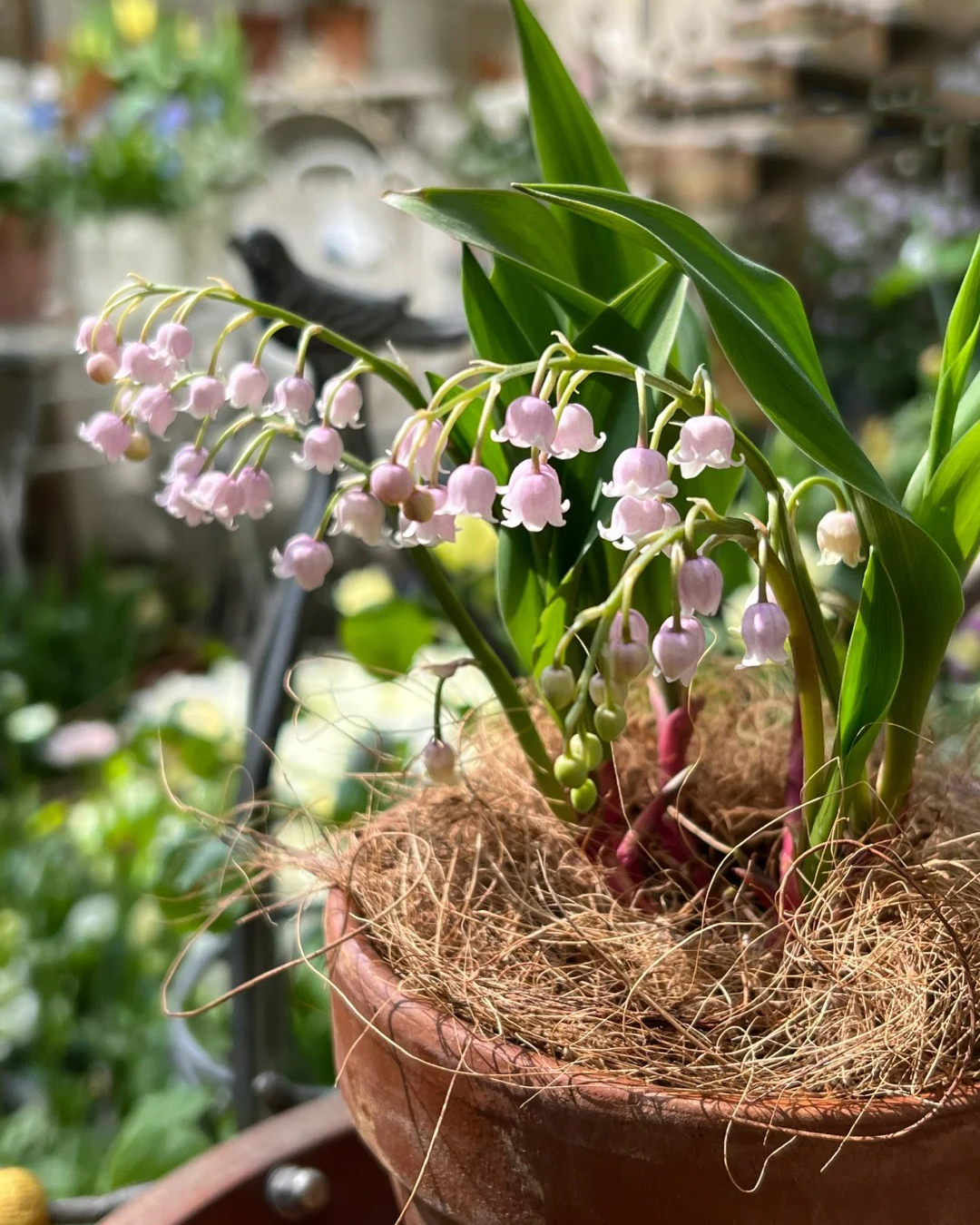 🔥Гореща разпродажба🔥 Семена на Медна лилия