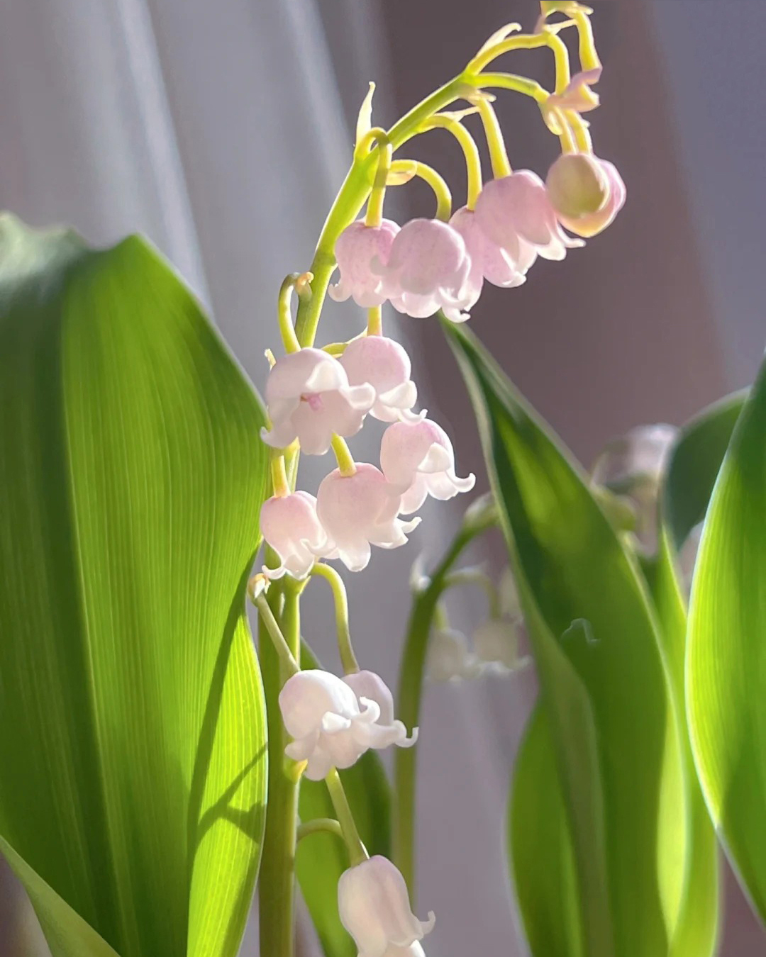 🔥Гореща разпродажба🔥 Семена на Медна лилия