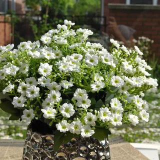 Semená Aglaia odorata (voňavá aglaia)