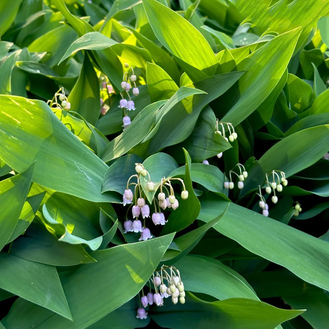 🔥Гореща разпродажба🔥 Семена на Медна лилия