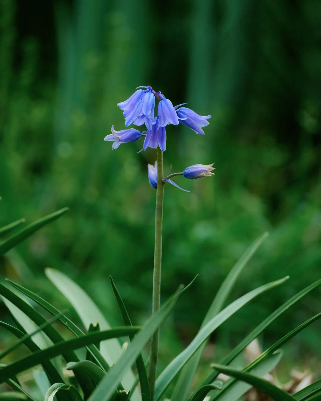 🔥Гореща разпродажба🔥 Семена на Медна лилия