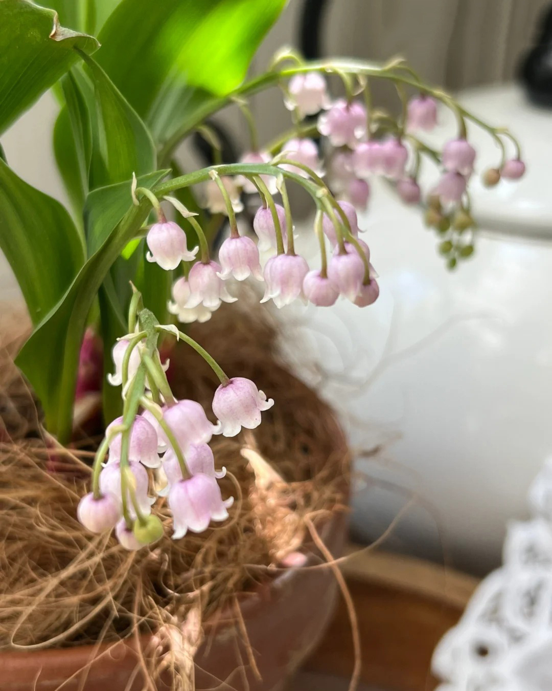 🔥Гореща разпродажба🔥 Семена на Медна лилия