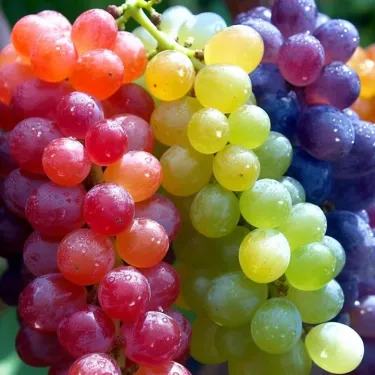 Čisto nové, vzácne, organické hybridné hrozno „Rainbow“