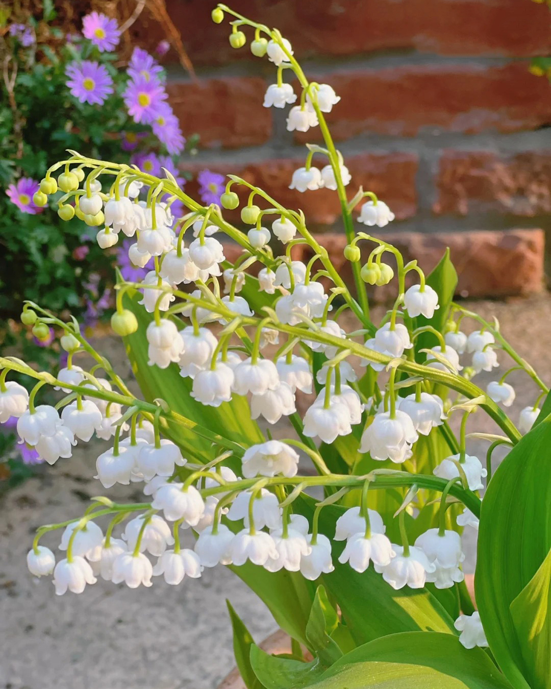 🔥Гореща разпродажба🔥 Семена на Медна лилия