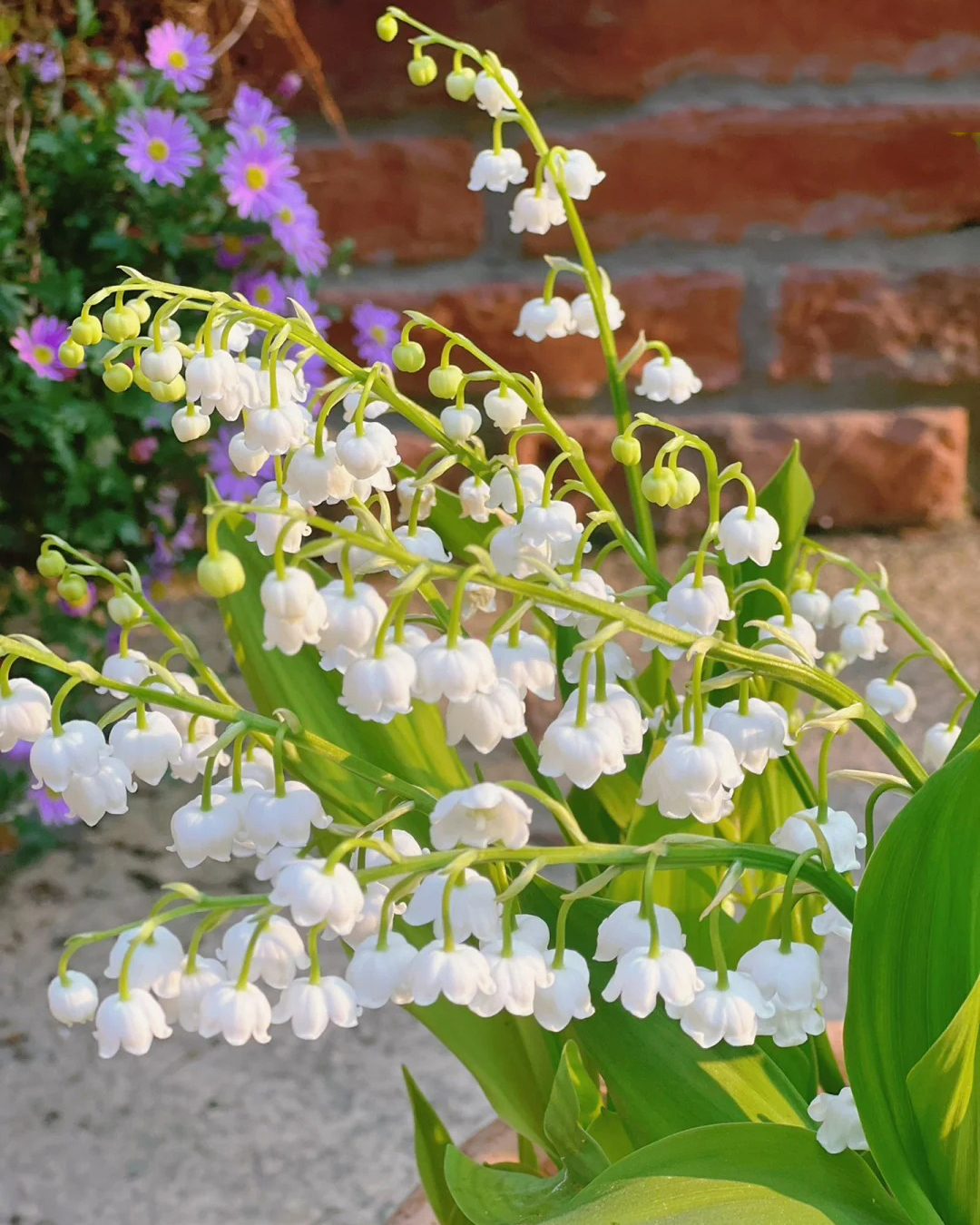 🔥Гореща разпродажба🔥 Семена на Медна лилия