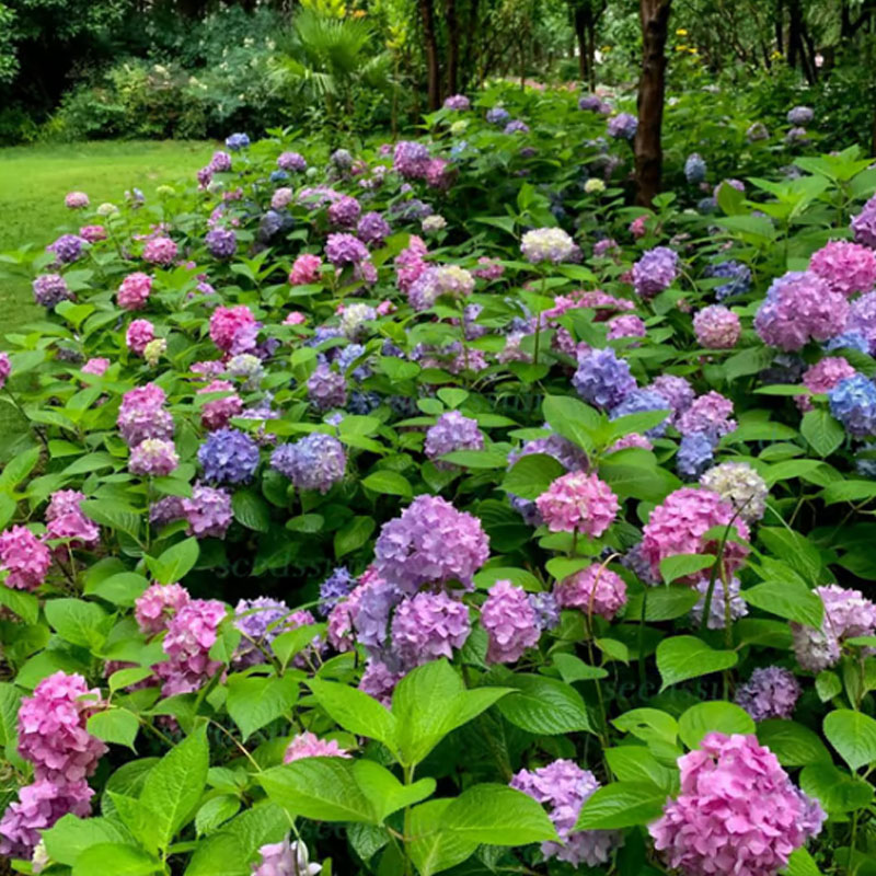 ✨ Семена от цветна гигантска хортензия – многогодишни цветя – лесни за засаждане 🍃