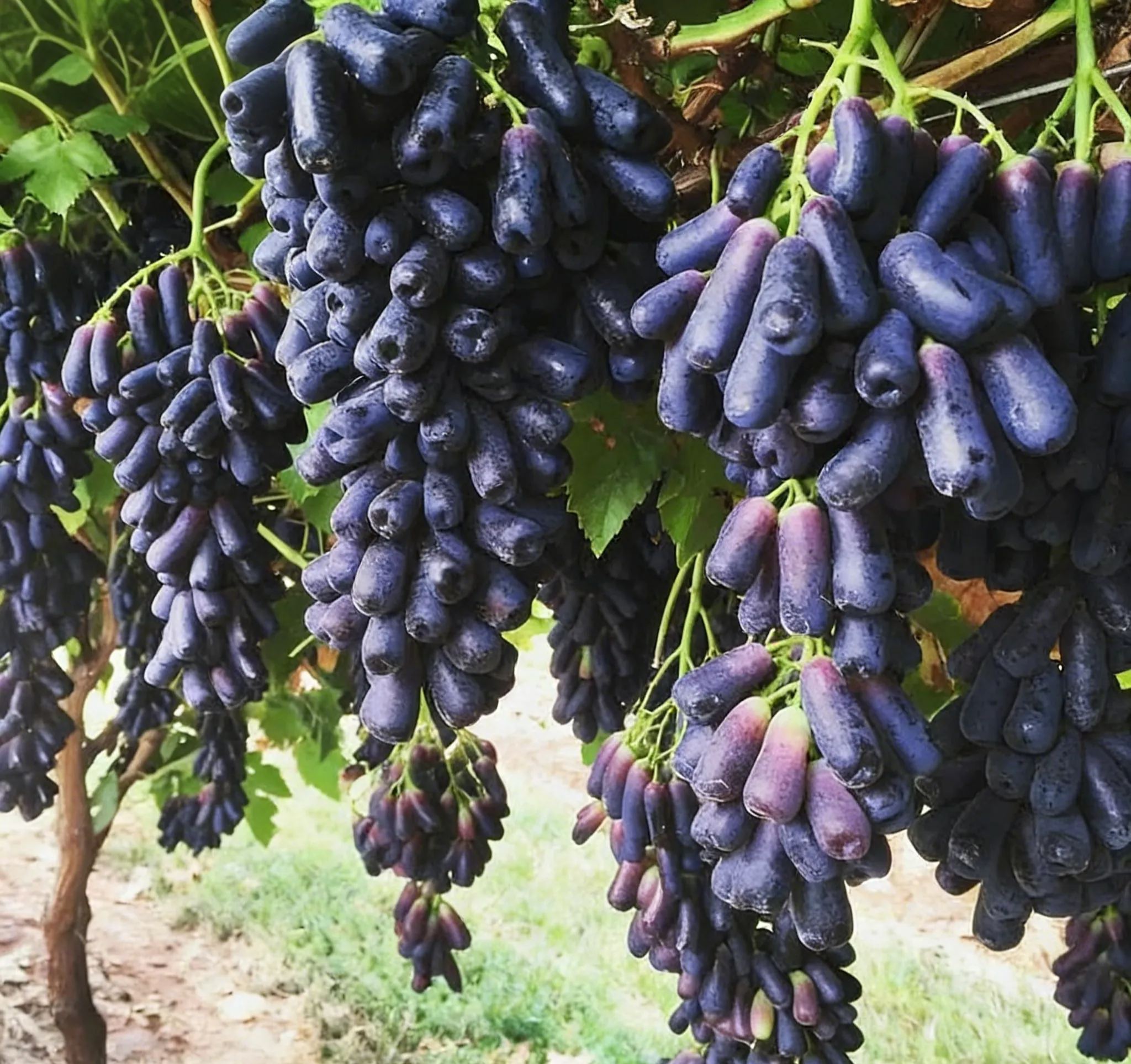 Semená bezsemenného zafírového hrozna