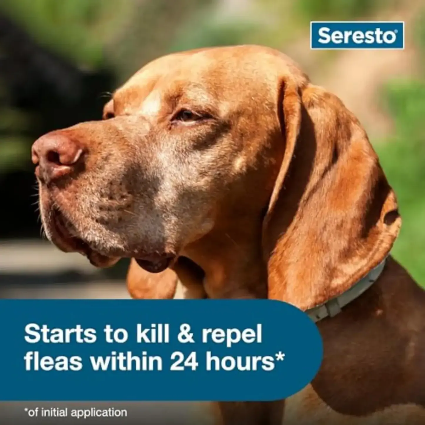 seresto® flea & tick collar for large dogs