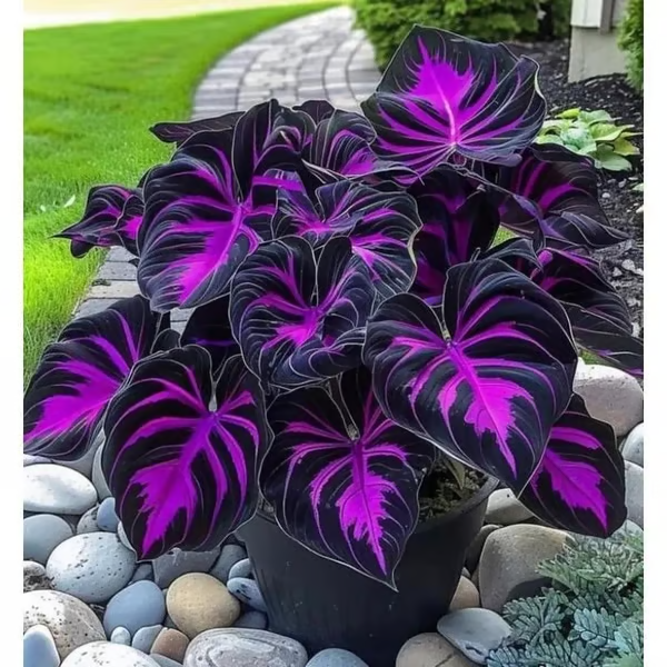 🔥🔥Last day clearance🔥Premium Rare Hosta Seeds🌿Shade-Tolerant Plant