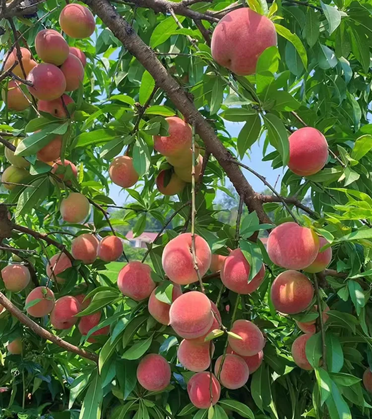 Blood-forming Red Peach Seedlings