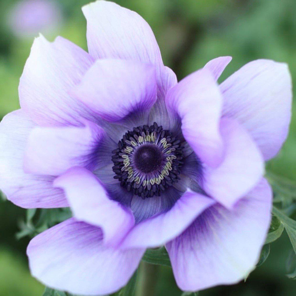 Lavender Italian Anemone Bulbs For Sale | Mistral Plus Azzurro – Easy To  Grow Bulbs