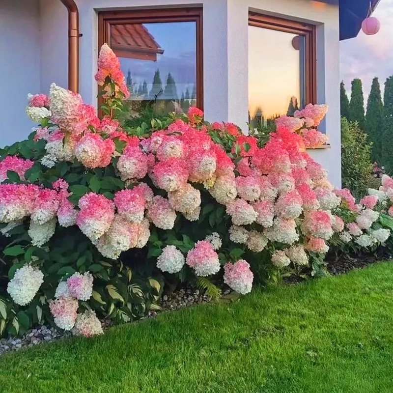 Strawberry Sundae Hydrangea | Spring Hill Nurseries