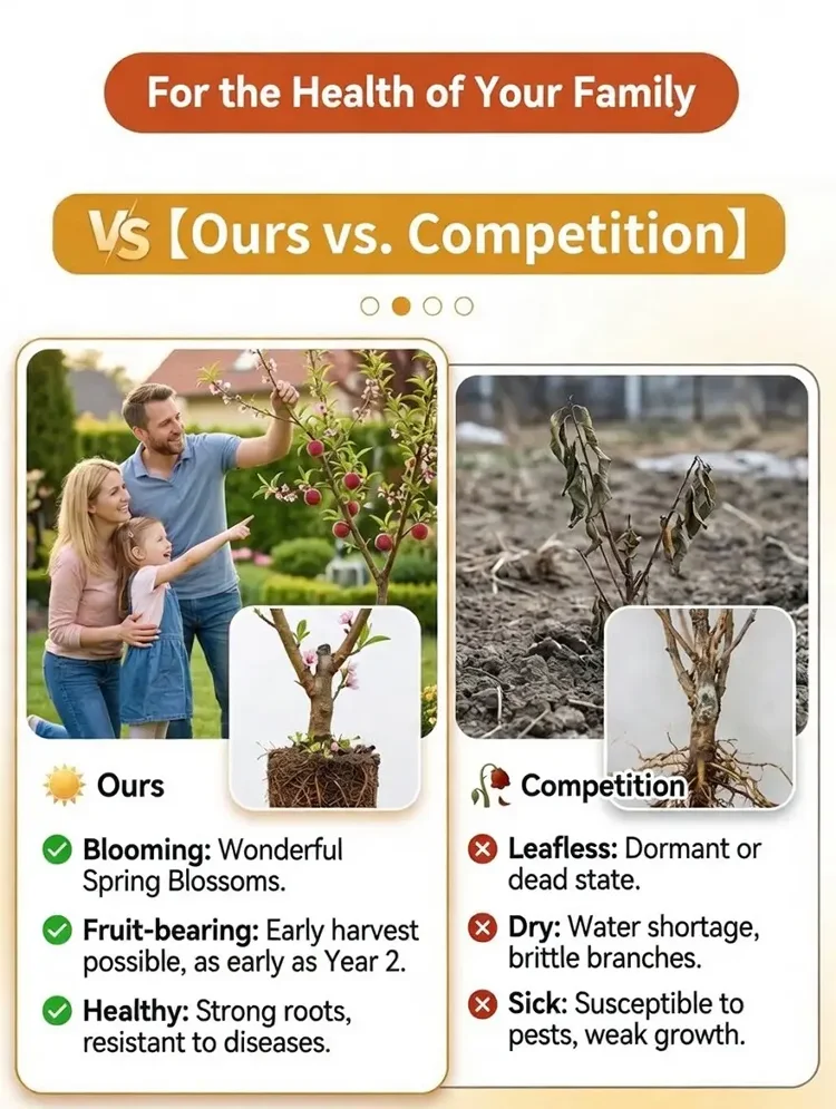 Blood-forming Red Peach Seedlings