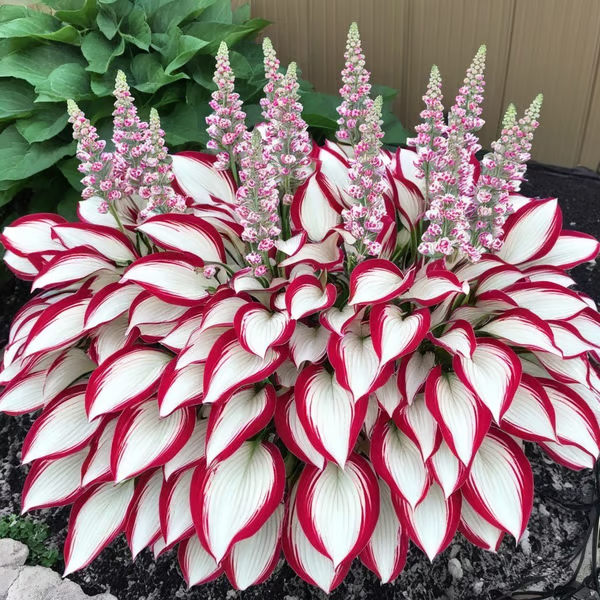 🔥🔥Last day clearance🔥Premium Rare Hosta Seeds🌿Shade-Tolerant Plant