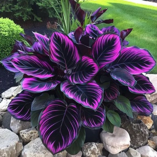 Rare Giant Tall Hosta Bulbs – Towering Elegance & Shade-Tolerant Beauty